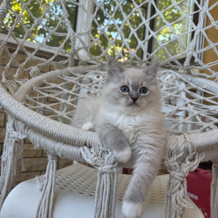 Max Siberian Kittens | Kitten for sale.