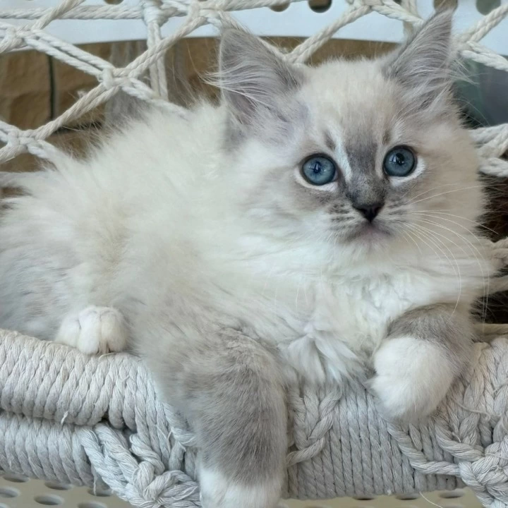 Max Siberian Kittens | Kitten for sale.