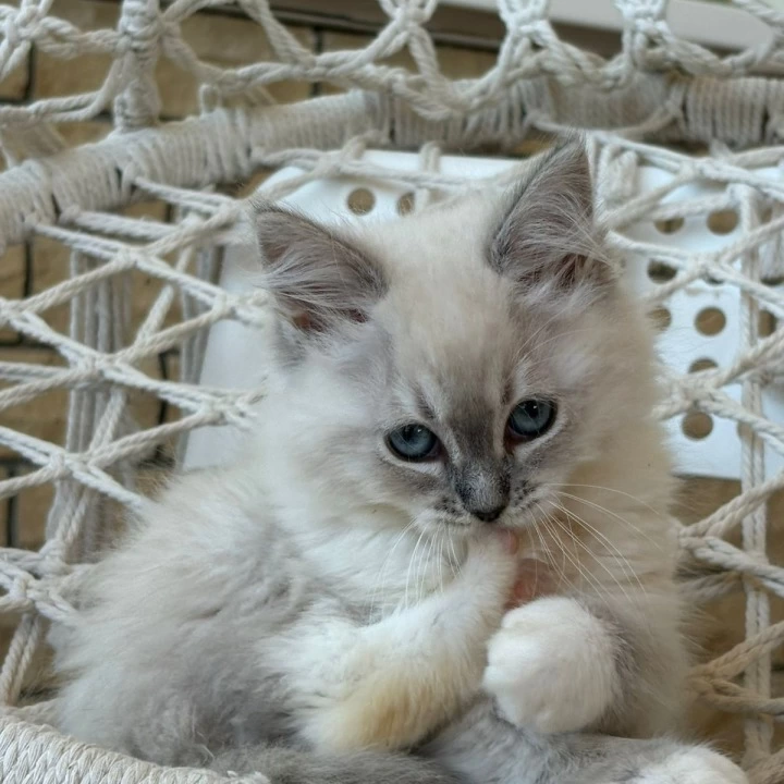 Max Siberian Kittens | Kitten for sale. 