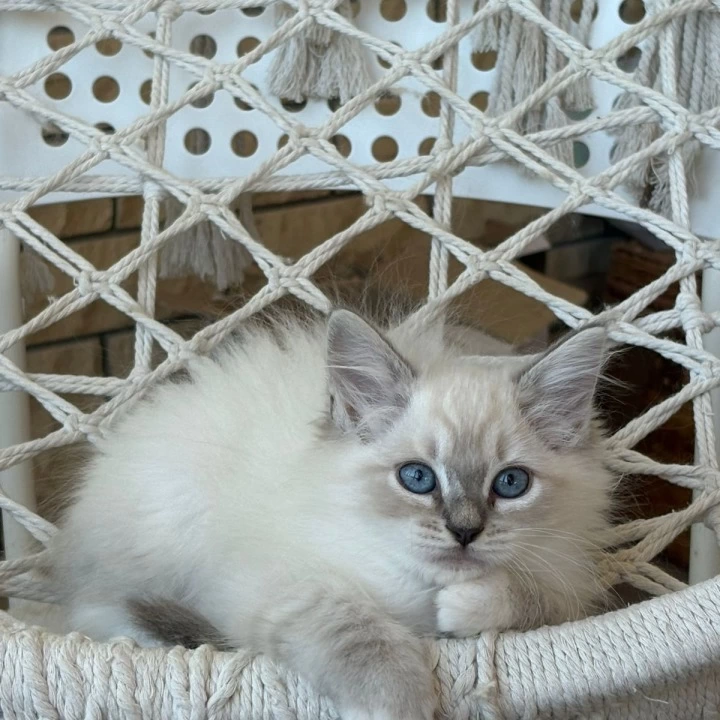 Maximus Siberian Kittens | Buy a kitten. 