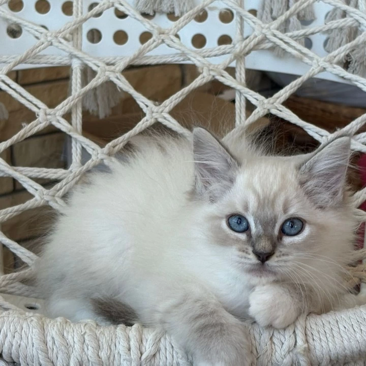 Maximus Siberian Kittens | Buy a kitten. 