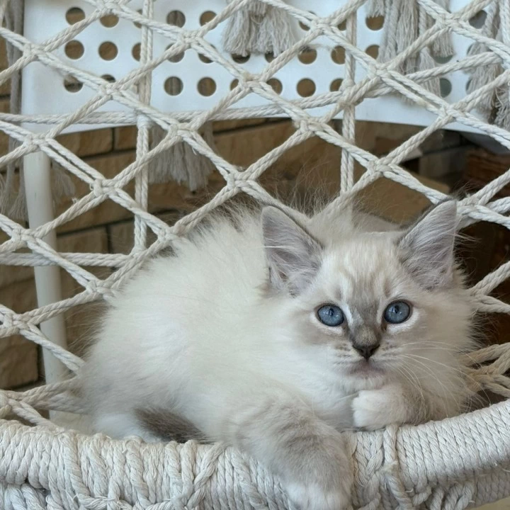 Maximus Siberian Kittens | Buy a kitten. 