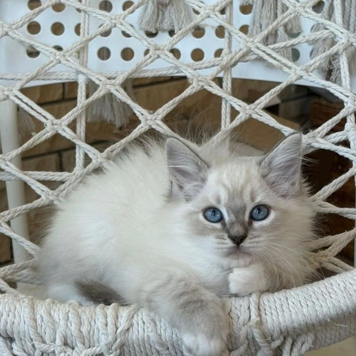 Maximus Siberian Kittens | Buy a kitten. 