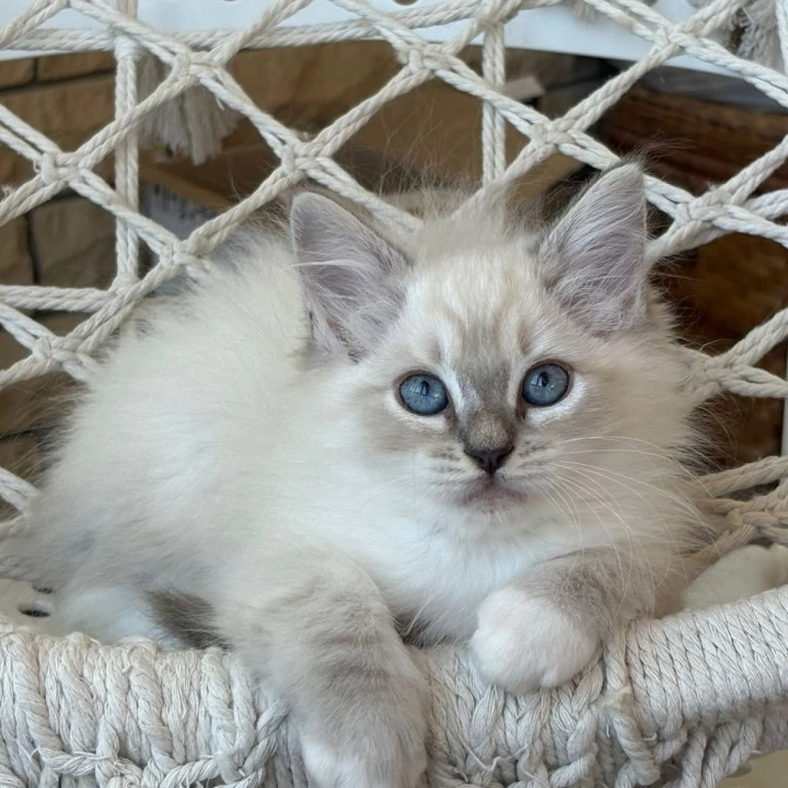 Maximus Siberian Kittens | Buy a kitten. 