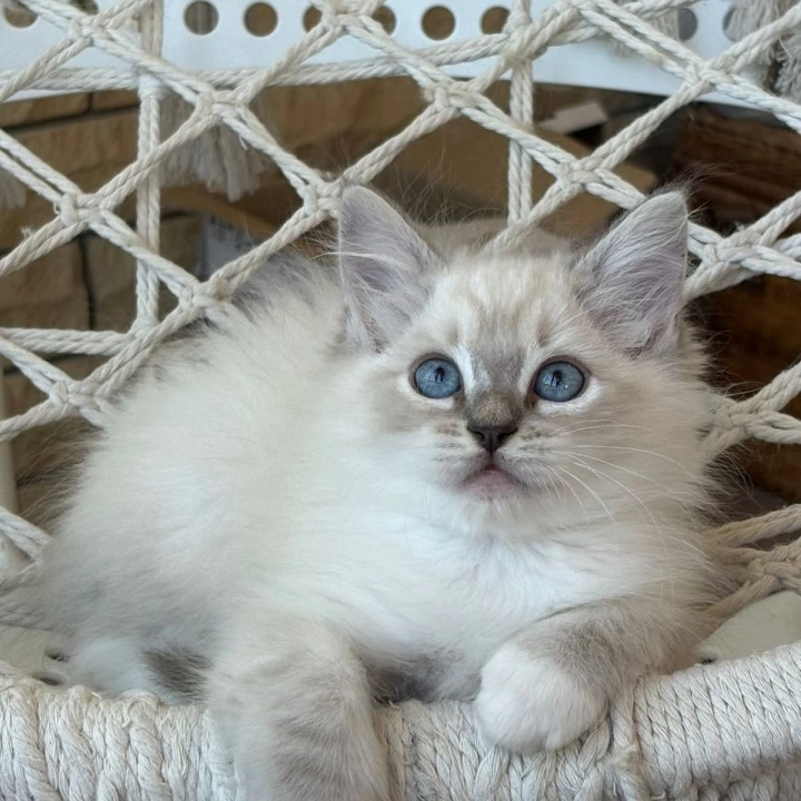 Maximus Siberian Kittens | Buy a kitten. 