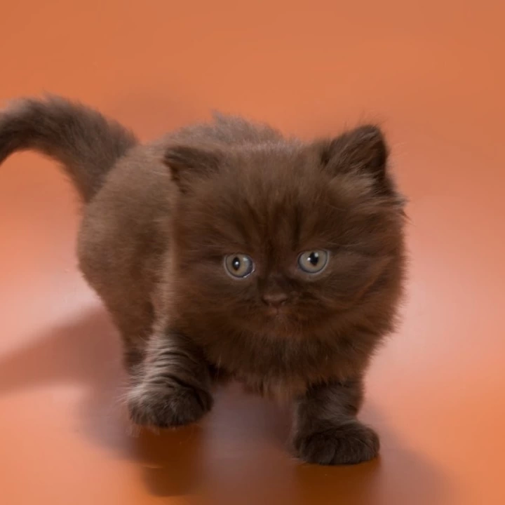 Gucci British Shorthair Kittens | Buy a kitten. 