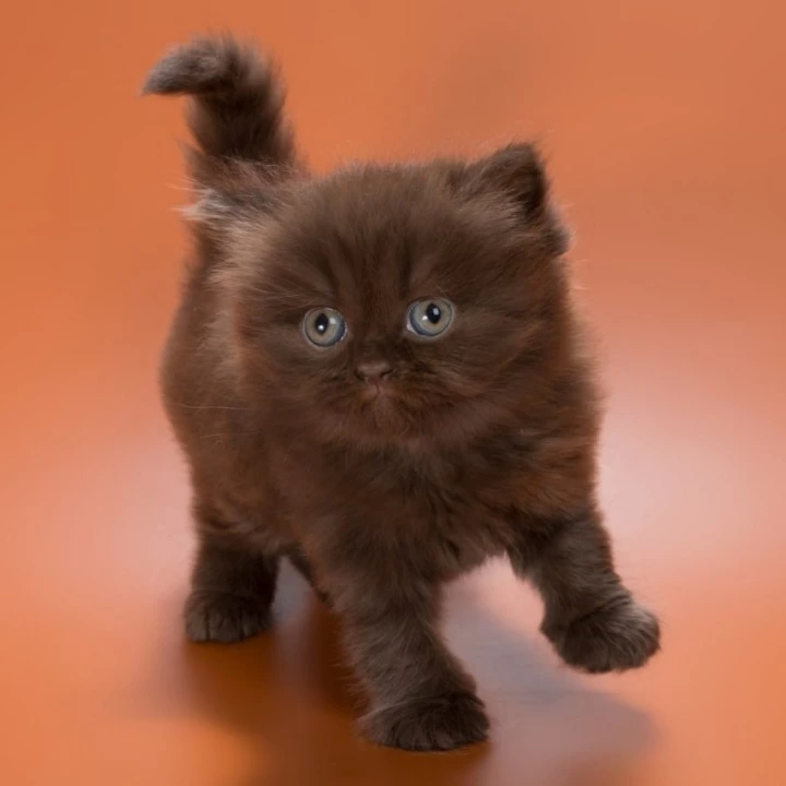 Gucci British Shorthair Kittens | Buy a kitten. 