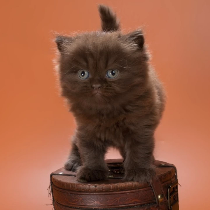 Gucci British Shorthair Kittens | Buy a kitten. 