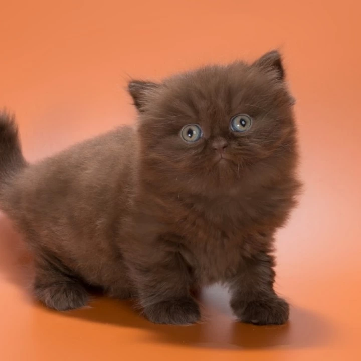 Gucci British Shorthair Kittens | Buy a kitten. 