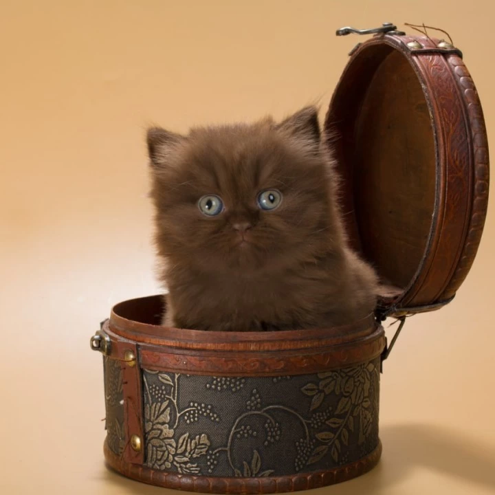 Gucci British Shorthair Kittens | Buy a kitten. 