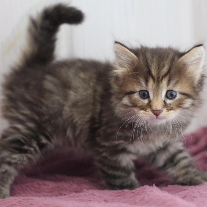 Xenon Siberian Kittens | Kitten for sale. 