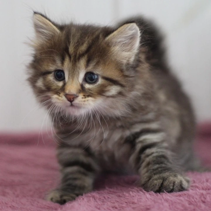 Xenon Siberian Kittens | Kitten for sale. 