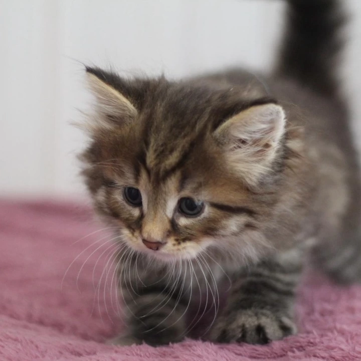 Xenon Siberian Kittens | Kitten for sale. 