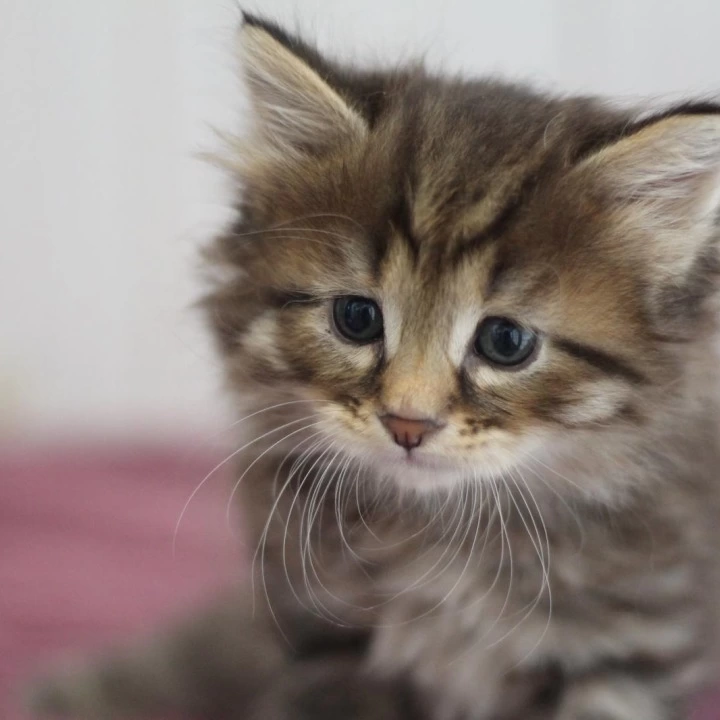 Xenon Siberian Kittens | Kitten for sale. 