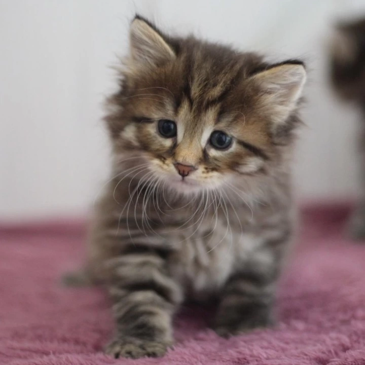 Xenon Siberian Kittens | Kitten for sale. 