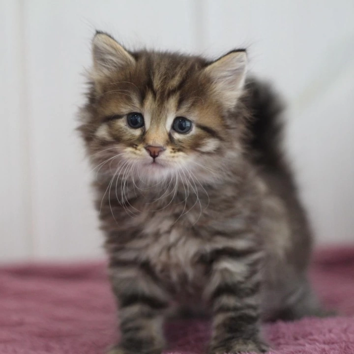 Xenon Siberian Kittens | Kitten for sale. 