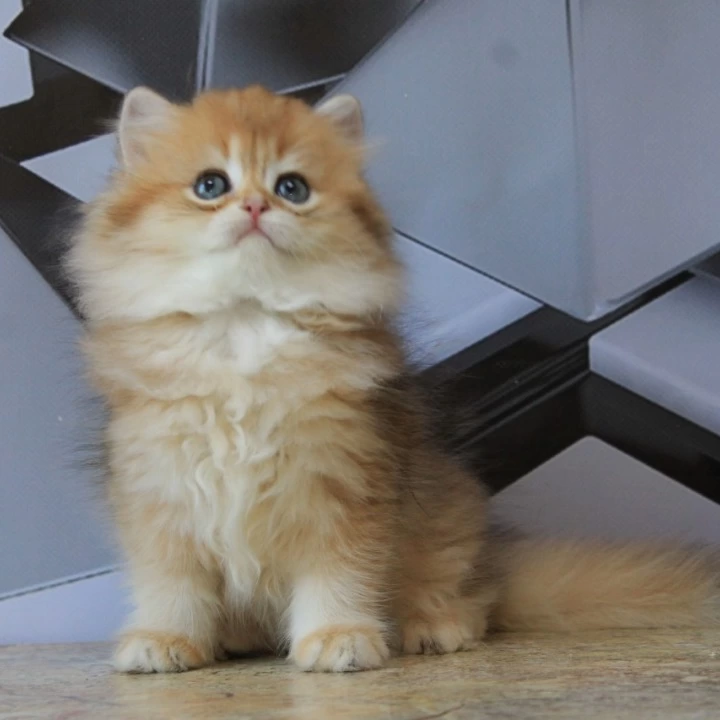 Lidiya Longhair British Shorthair Kittens | Buy a kitten. 