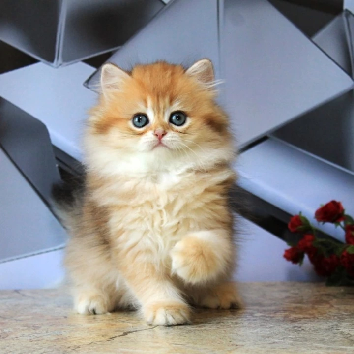 Lidiya Longhair British Shorthair Kittens | Buy a kitten.
