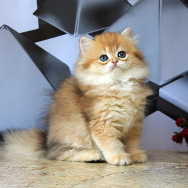 Lidiya Longhair British Shorthair Kittens | Buy a kitten.