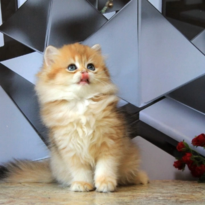Lidiya Longhair British Shorthair Kittens | Buy a kitten.