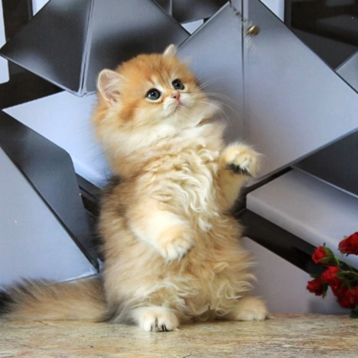 Lidiya Longhair British Shorthair Kittens | Buy a kitten. 