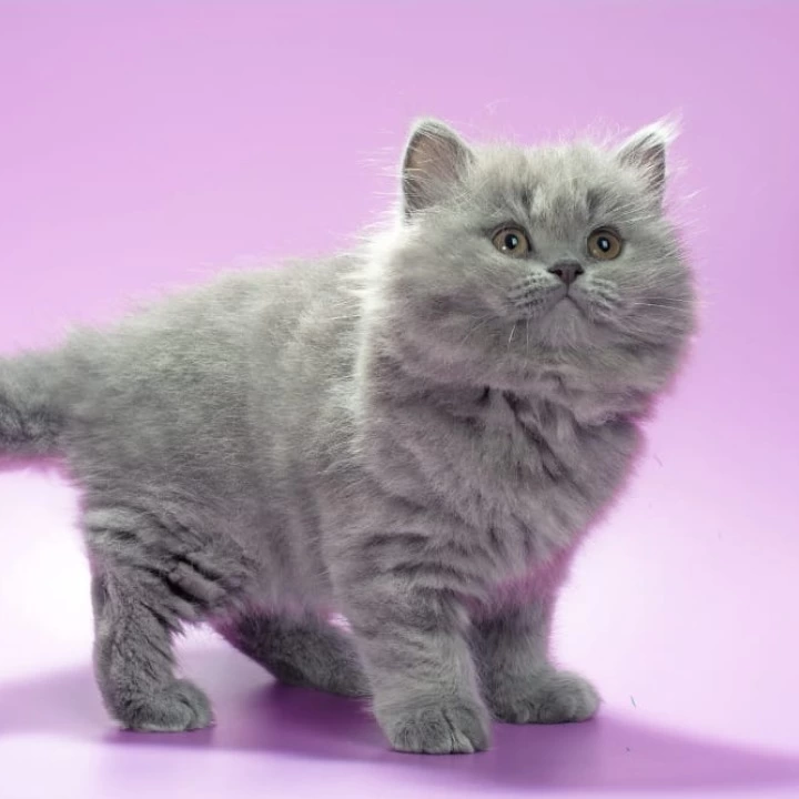Esmi Longhair British Shorthair Kittens | Large selection of kittens. 
