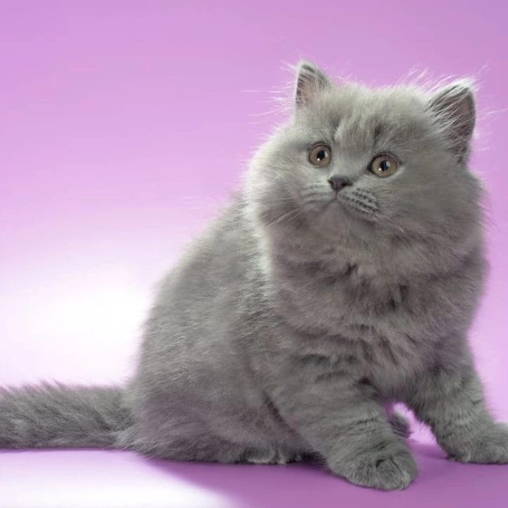 Esmi Longhair British Shorthair Kittens | Large selection of kittens. 