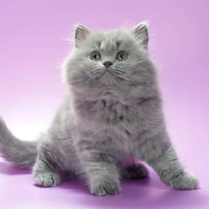 Esmi Longhair British Shorthair Kittens | Large selection of kittens. 
