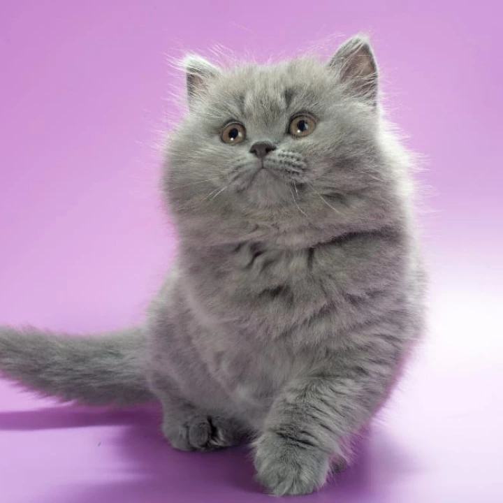 Esmi Longhair British Shorthair Kittens | Large selection of kittens. 