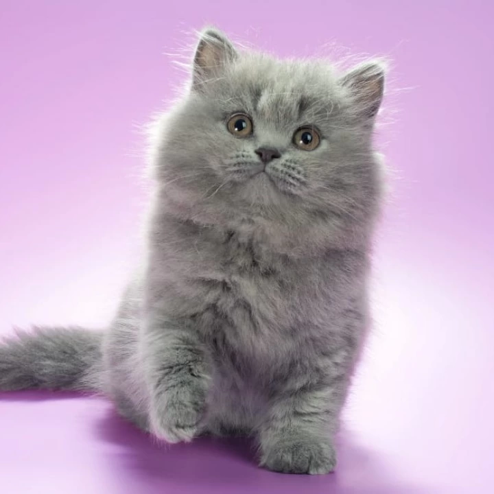 Esmi Longhair British Shorthair Kittens | Large selection of kittens. 