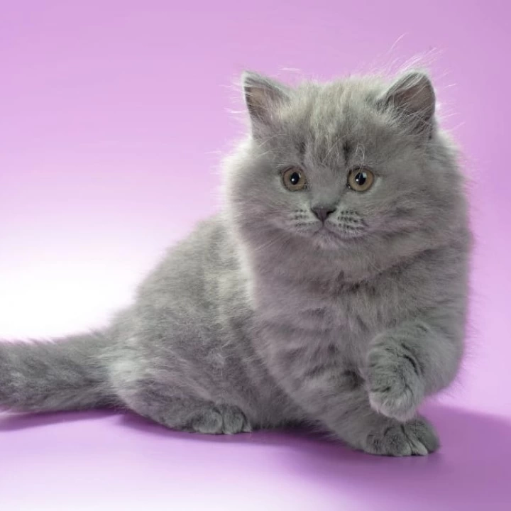 Esmi Longhair British Shorthair Kittens | Large selection of kittens. 