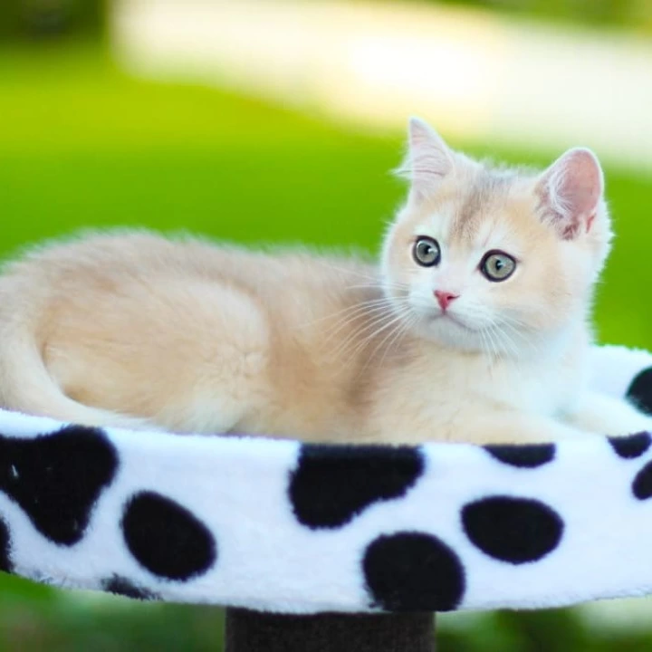 Kleo British Shorthair Kittens | Buy a kitten. 