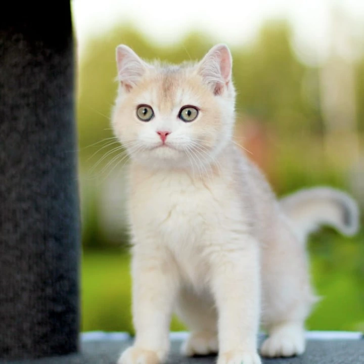 Kleo British Shorthair Kittens | Buy a kitten. 