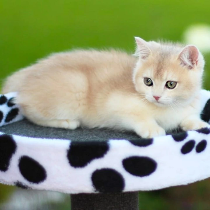 Kleo British Shorthair Kittens | Buy a kitten. 