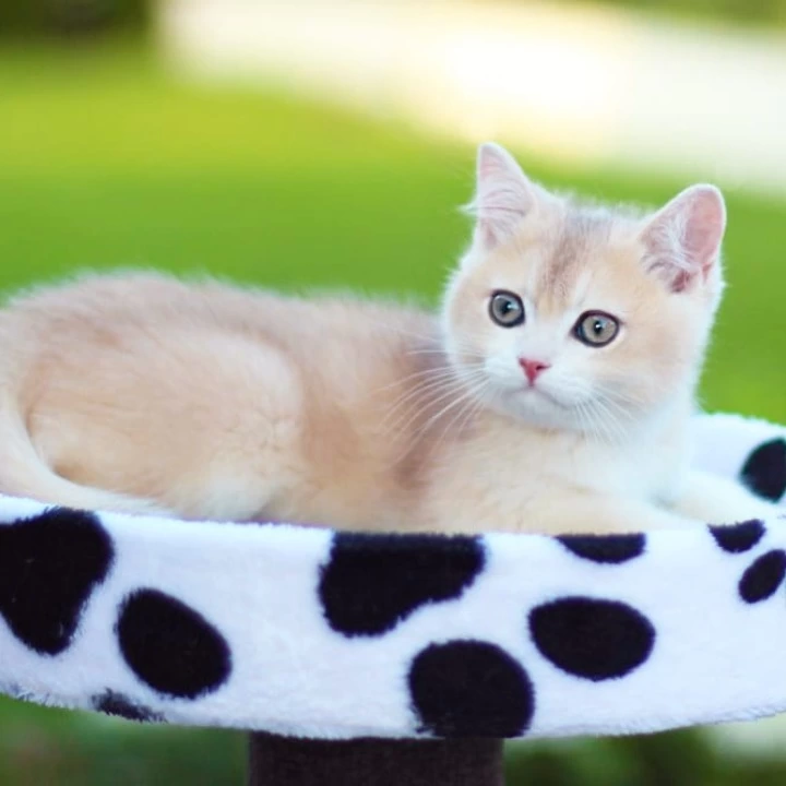 Kleo British Shorthair Kittens | Buy a kitten. 