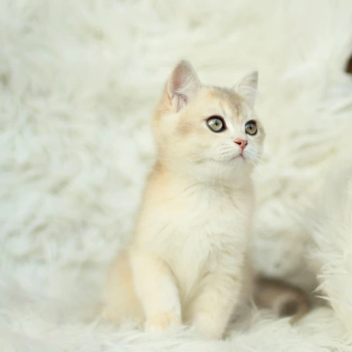 Cassandra British Shorthair Kittens | Kittens for sale. 