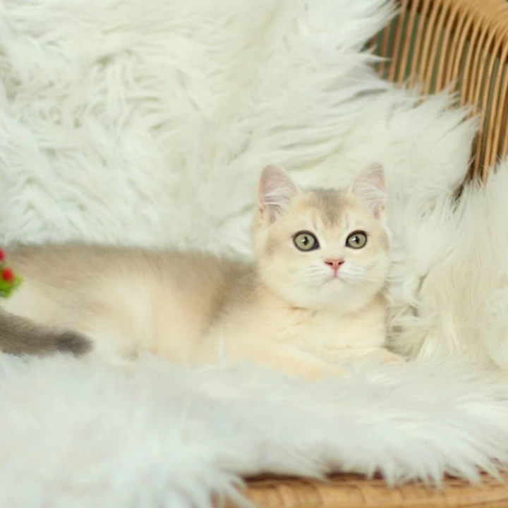 Cassandra British Shorthair Kittens | Kittens for sale. 