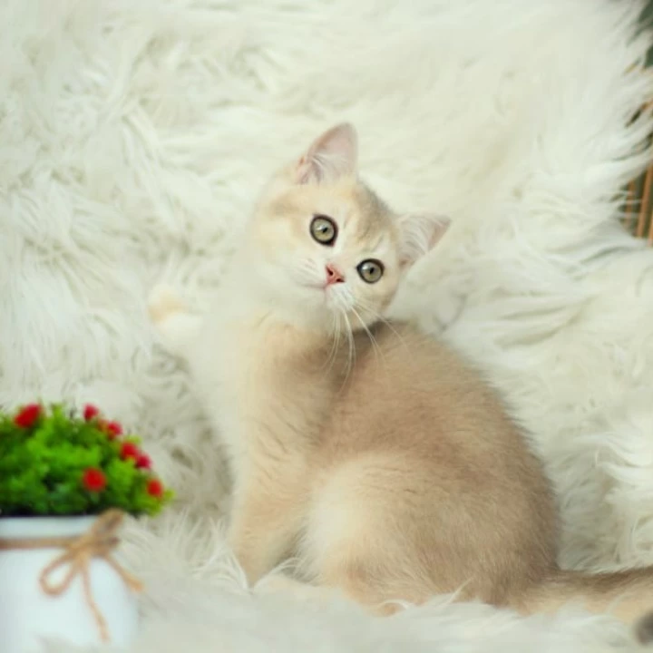 Cassandra British Shorthair Kittens | Kittens for sale. 