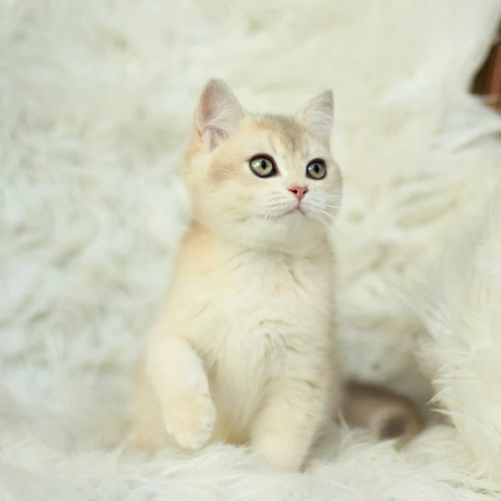 Cassandra British Shorthair Kittens | Kittens for sale. 