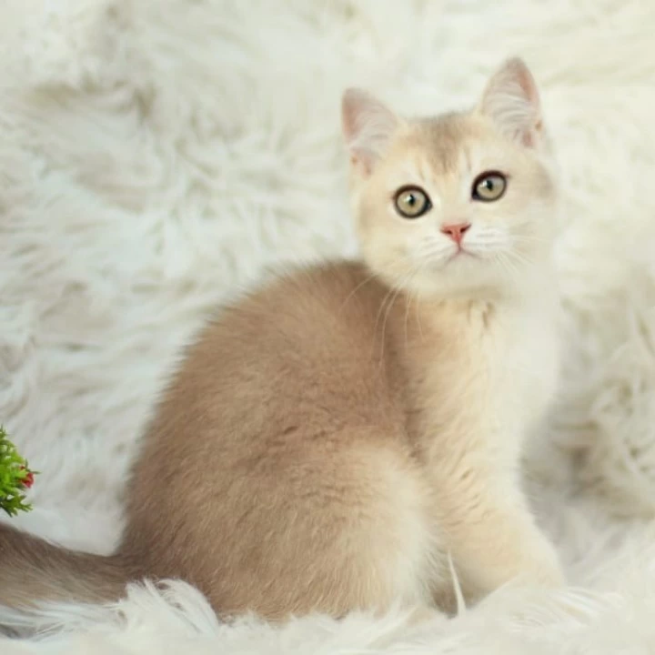 Cassandra British Shorthair Kittens | Kittens for sale. 