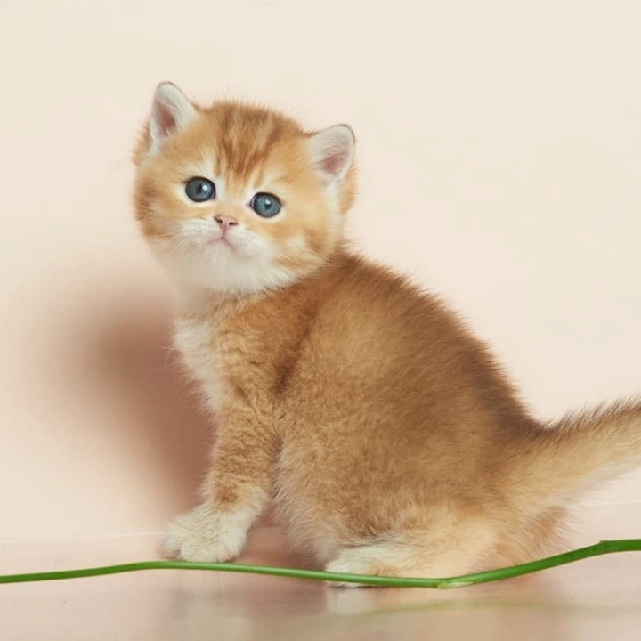 Deor British Shorthair Kittens | Buy a kitten. 