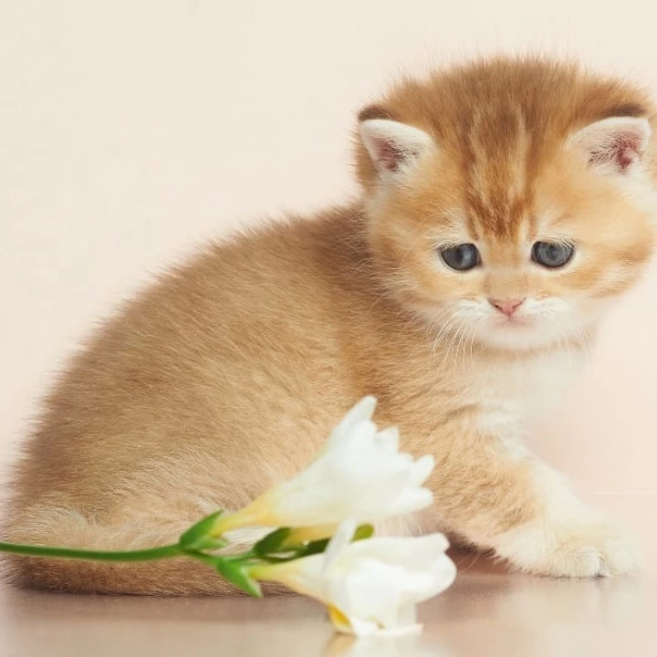 Deor British Shorthair Kittens | Buy a kitten. 