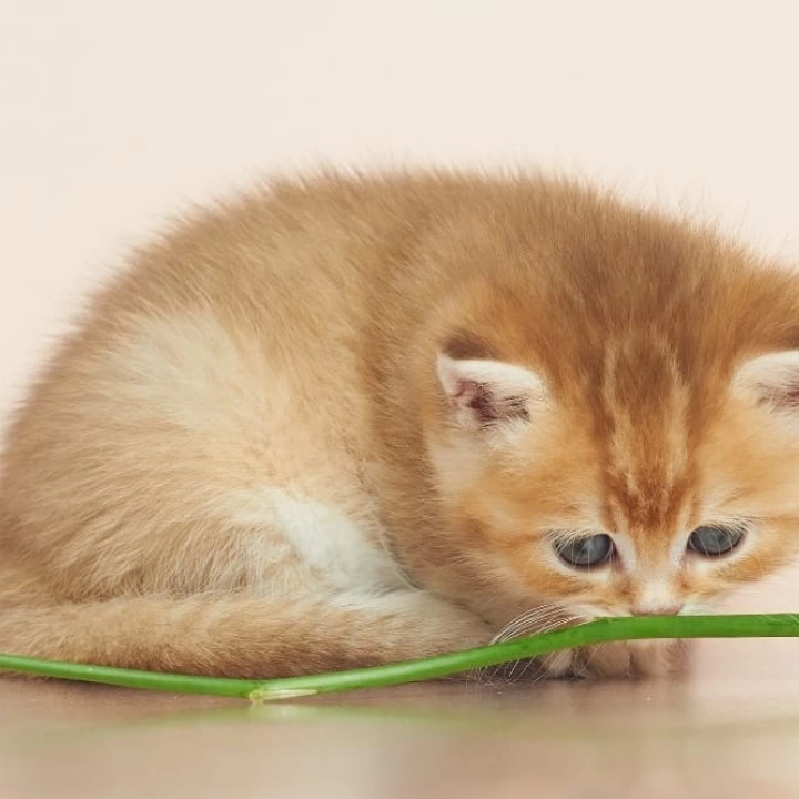 Deor British Shorthair Kittens | Buy a kitten. 