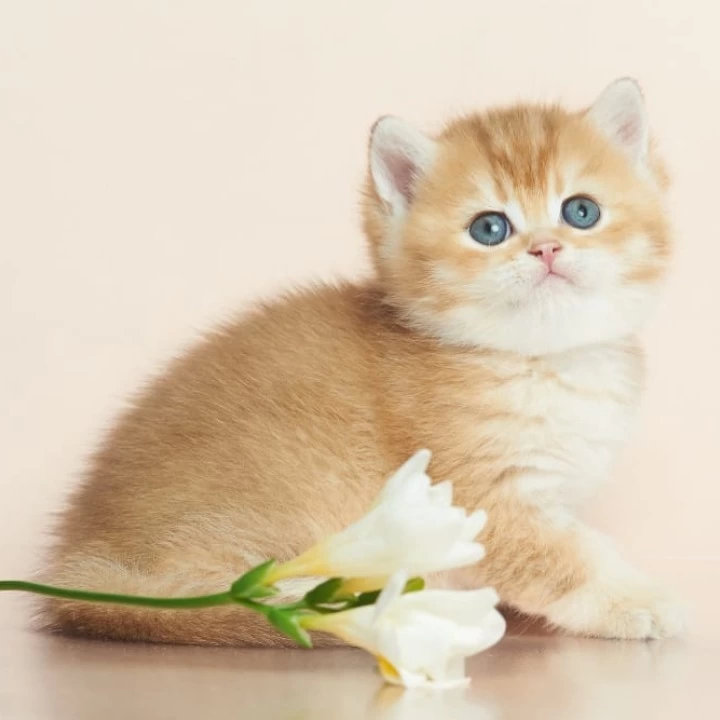 Deor British Shorthair Kittens | Buy a kitten. 