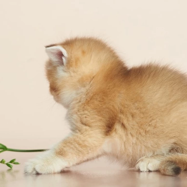 Deor British Shorthair Kittens | Buy a kitten. 