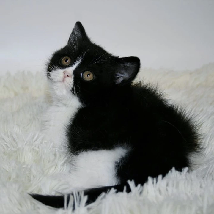 Gretal British Shorthair Kittens | Buy a kitten. 