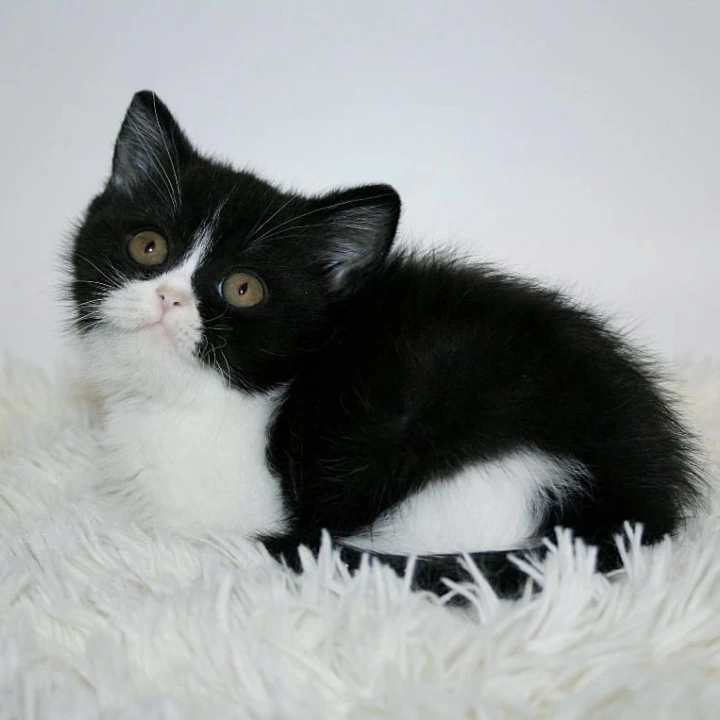 Gretal British Shorthair Kittens | Buy a kitten. 