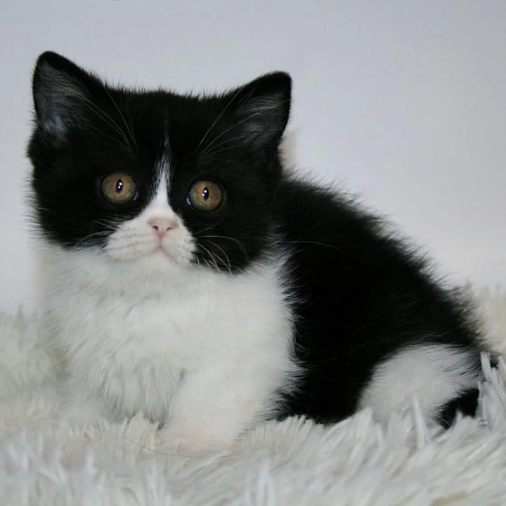 Gretal British Shorthair Kittens | Buy a kitten. 