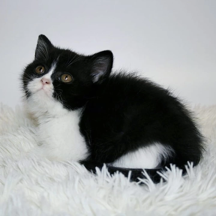 Gretal British Shorthair Kittens | Buy a kitten. 