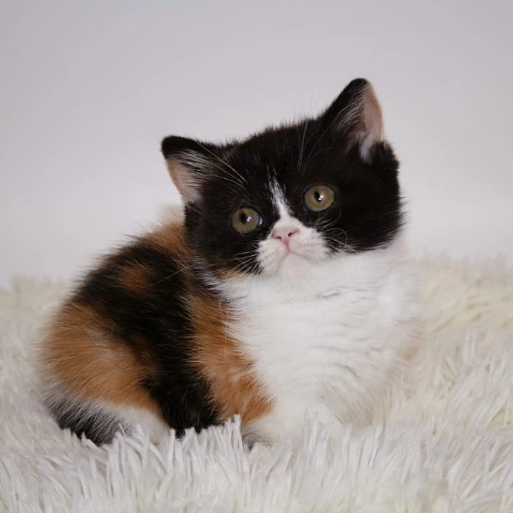 Guine British Shorthair Kittens | Large selection of kittens. 